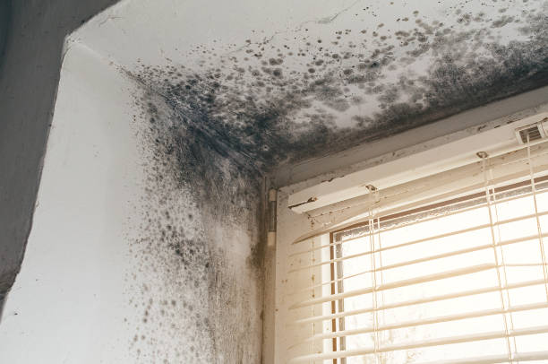Affordable Commercial Mold Remediation solutions in Spangler, PA